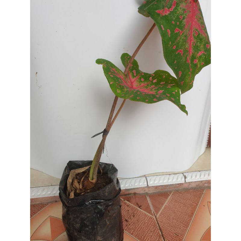 Keladi
