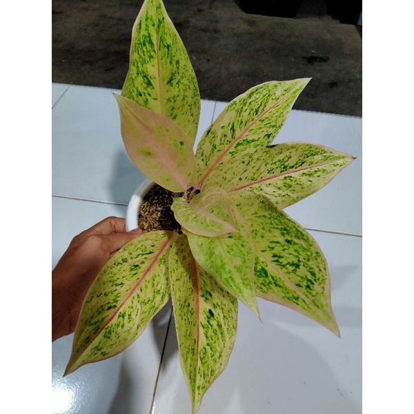 aglonema intan icream jumbo