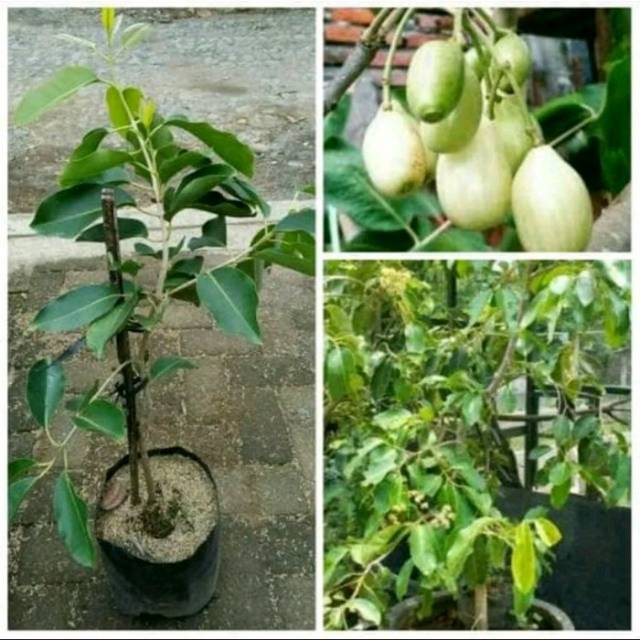 Bibit Jamblang Putih