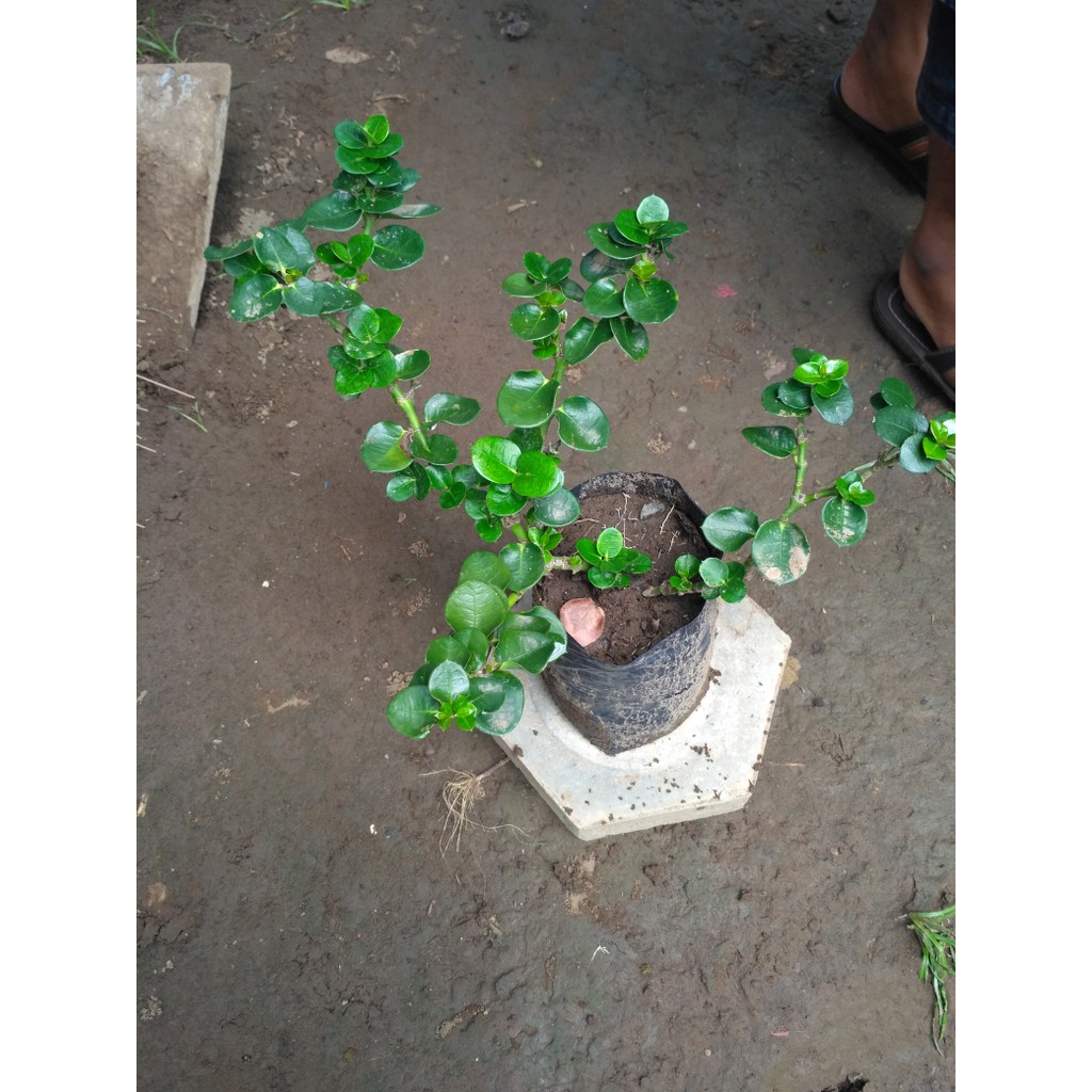 bibit tanaman bunga rukem