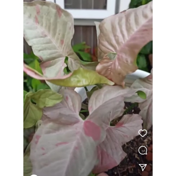 syngonium pinkspot