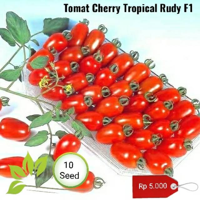 Benih tomat cherry tropical rubby
