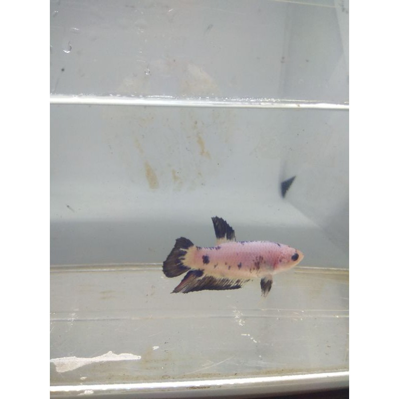 MARBLE DOT DOT BLACK ( FEMALE )