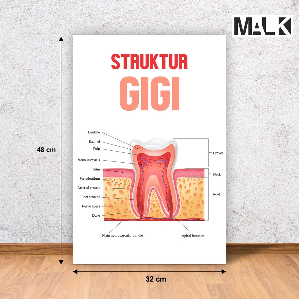 Poster Struktur Gigi