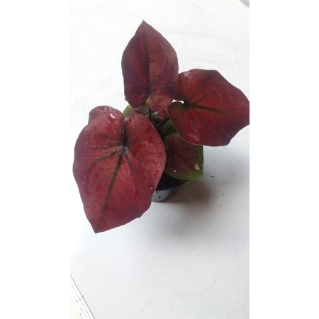 caladium