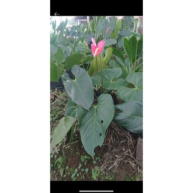 anthurium pink (indukan berbunga)