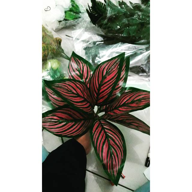 Aglonema