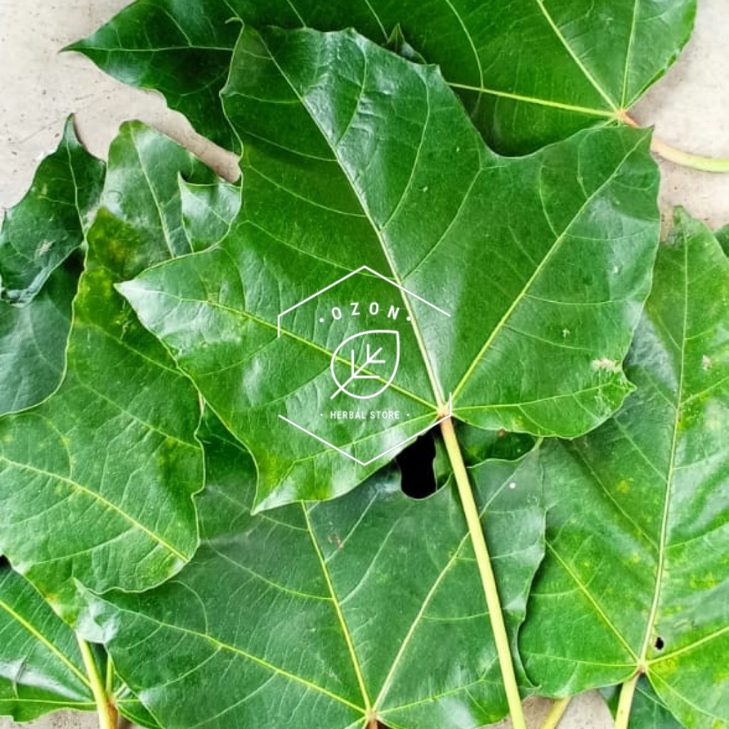 Daun Kemiri Fresh 1kg