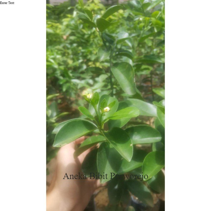 Bibit Buah Jeruk baby java aneka bibit purworejo