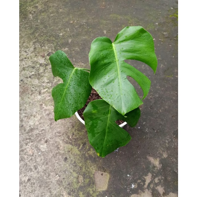 Monstera Borsignia Murah