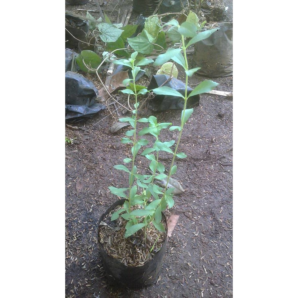 paket tanaman herbal