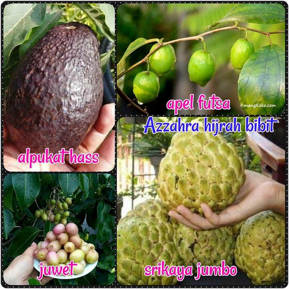 Paket bibit tanaman 4