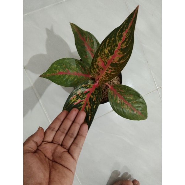 hot lady size remaja