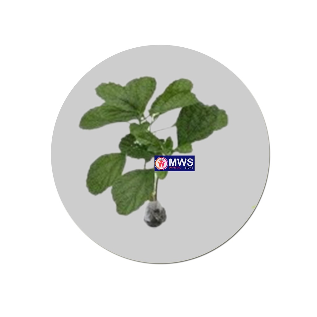 DAUN KEJI BELING PECAH BELING MWS