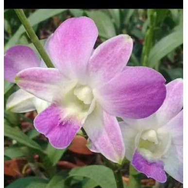 ANGGREK DENDROBIUM PINK MARLEN