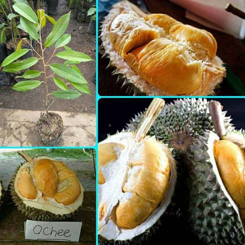 bibit durian duri hitam(beli 3 gratis bibit anggur)