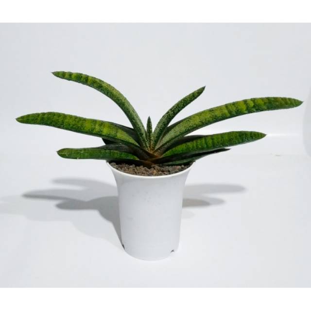 Gasteria batesiana
