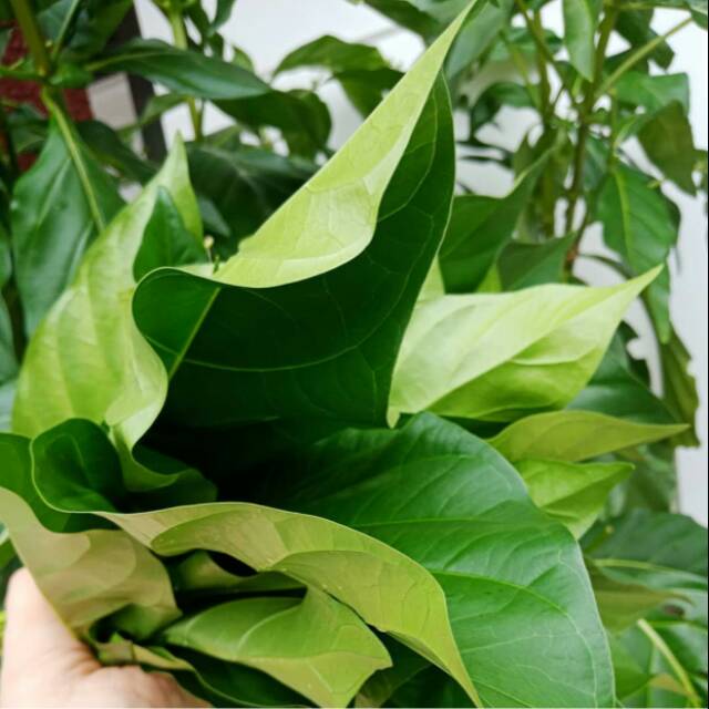 Dsun mengkudu daun pace herbal