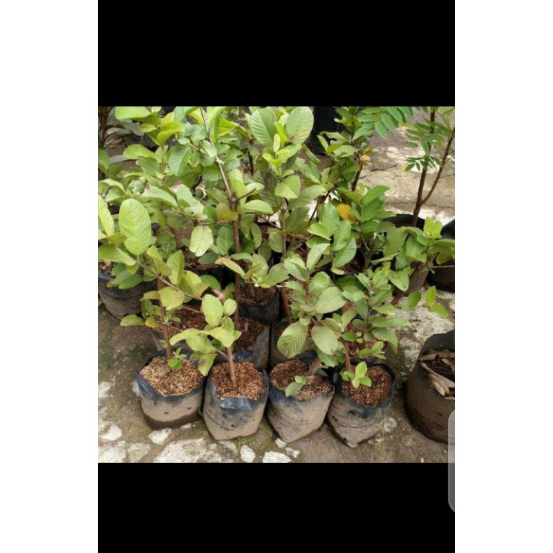 pohon jambu kristal