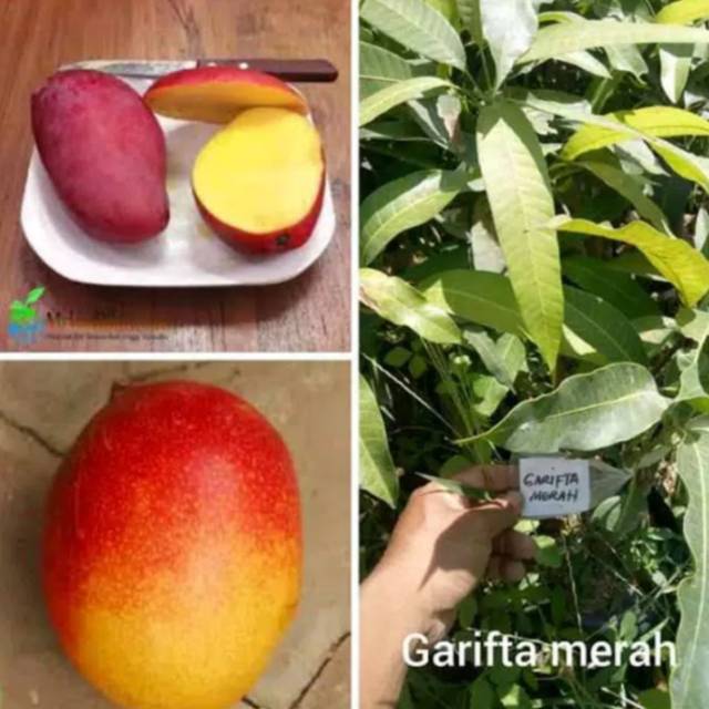 Bibit mangga garifta merah