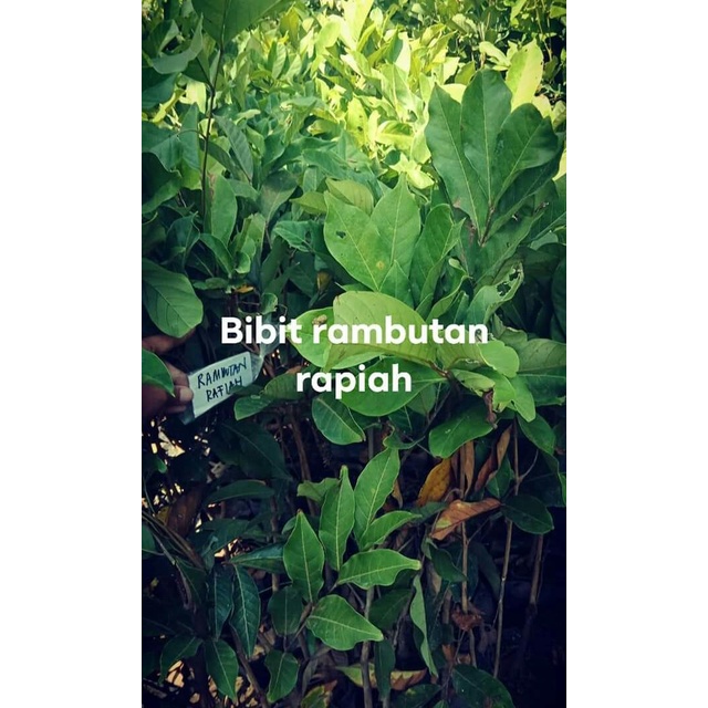 CODE ID BIBIT TANAMAN BUAH RAMBUTAN RAPIAH