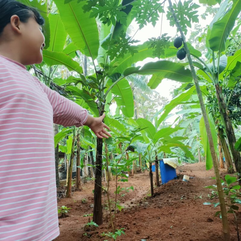 Daun Pisang Segar