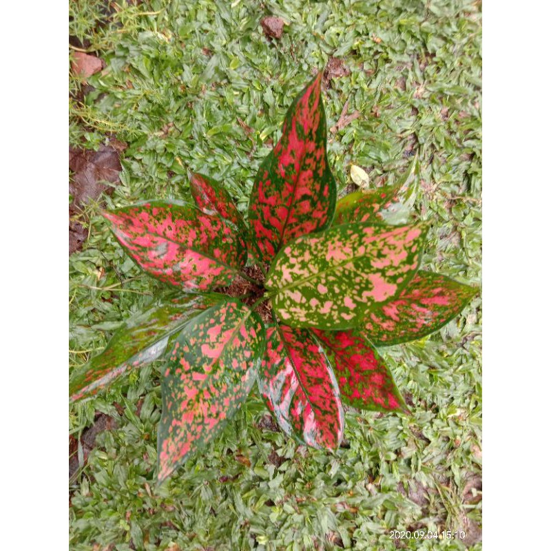 aglonema rubi dewasa