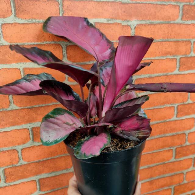 Calathea crimson