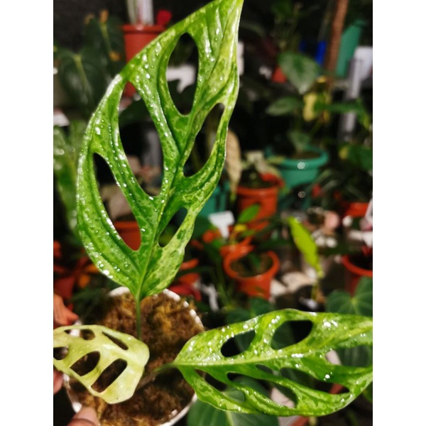 janda bolong varigata