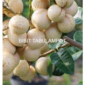 bibit kelengkeng aroma durian