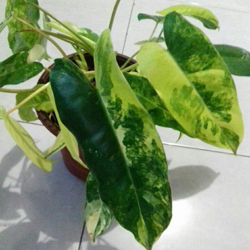 pilodendron burlemak varigata