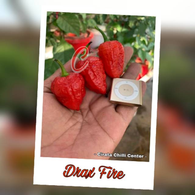 Biji / Buah DRAX FIRE