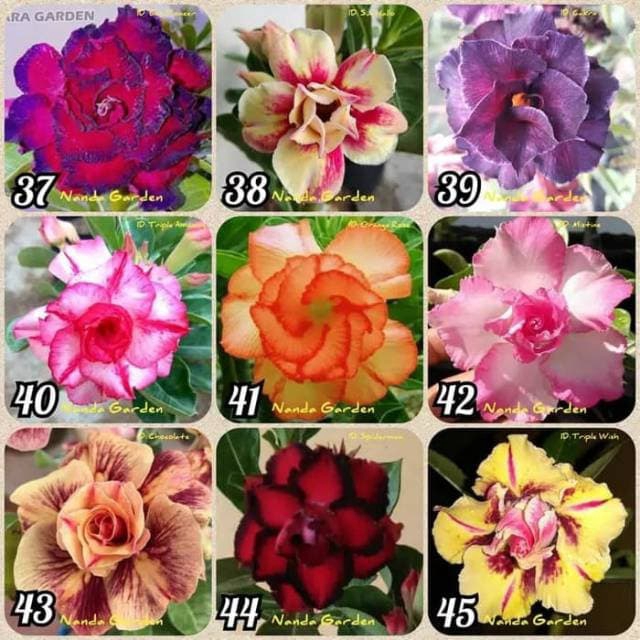 paket 9 tanaman bunga adenium