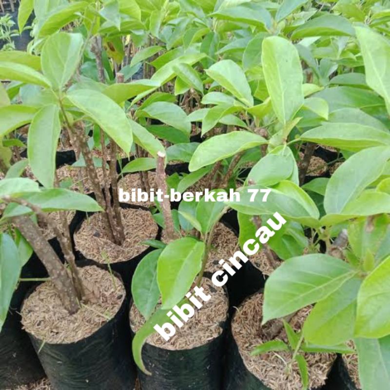 bibit cincau