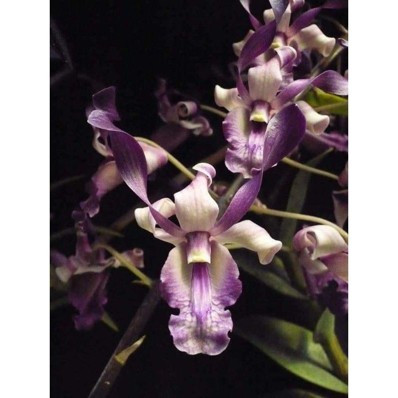 Seedling anggrek dendrobium kaifano