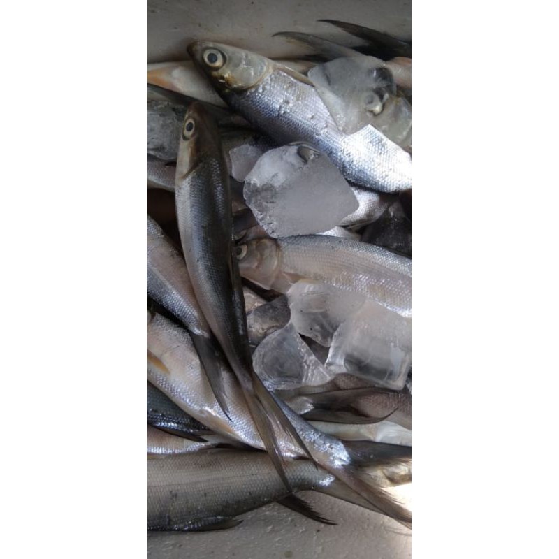 Ikan Segar