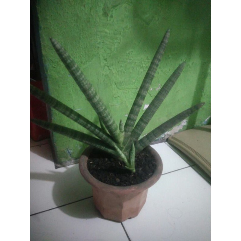sansiviera jari