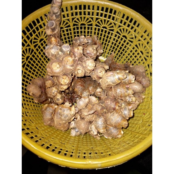 KunyitHitam1Ons