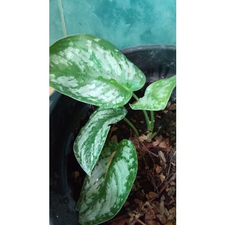 stek sirih gading silver