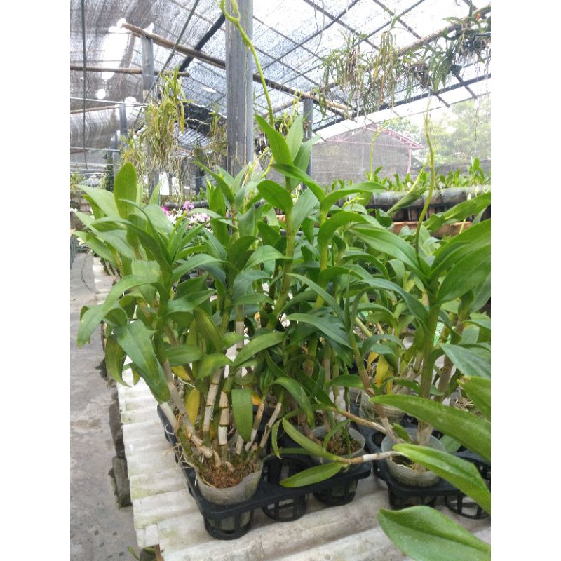 dendro spike kenop jumbo