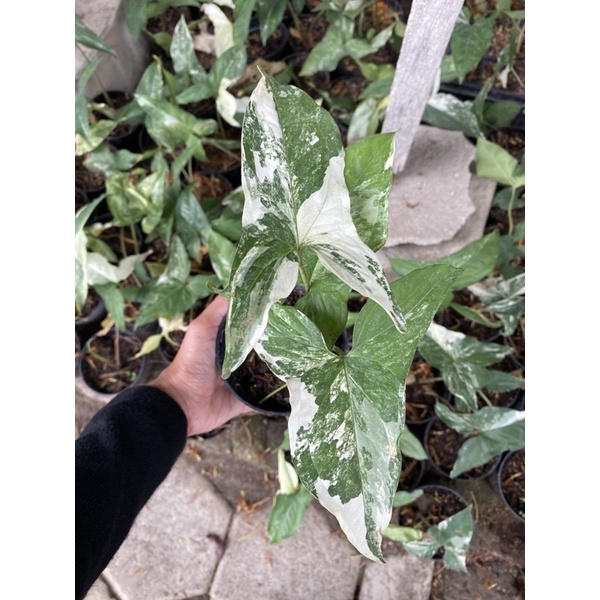 syngonium varigata2daun