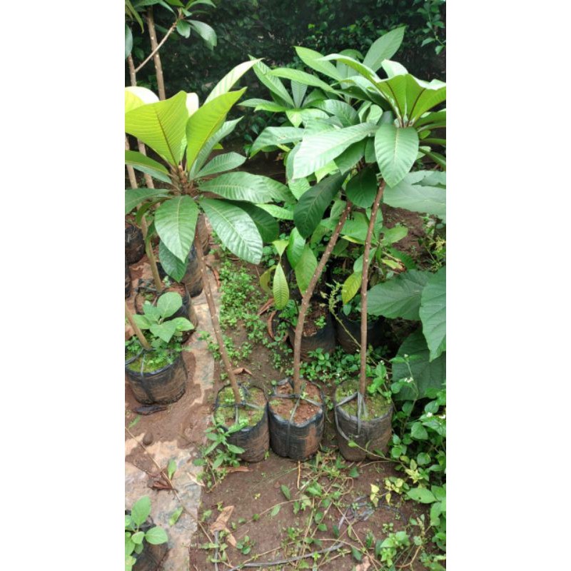 mamey sapote keywes stabil