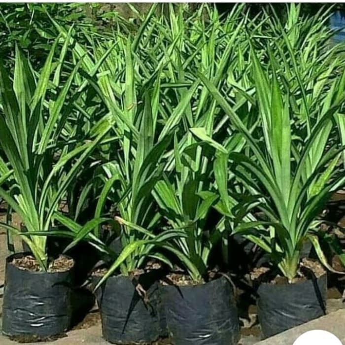 Tanaman Daun Pandan Wangi Super