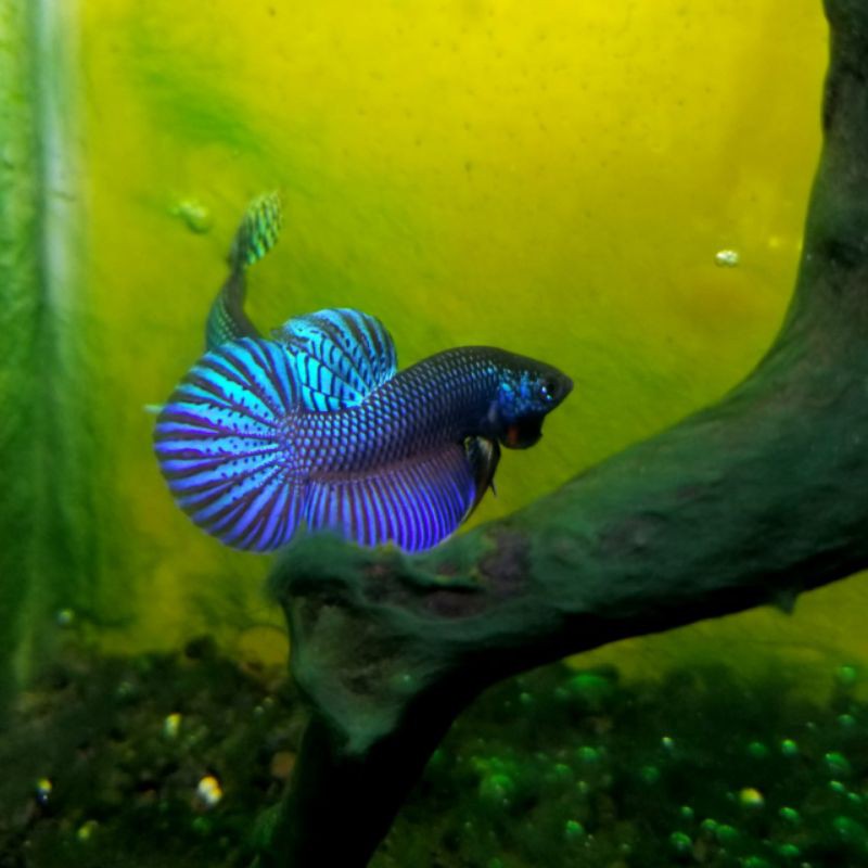 Wildbetta Smaragdina Rainbow
