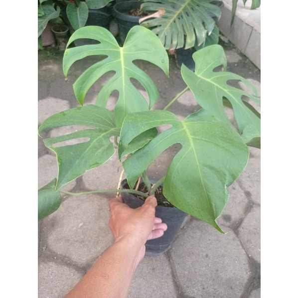 monstera