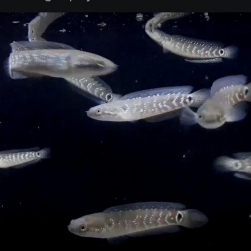 asiatica White spot size 4-7cm