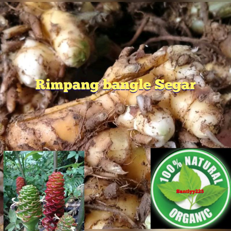 Rimpang bangle segar 1 kg
