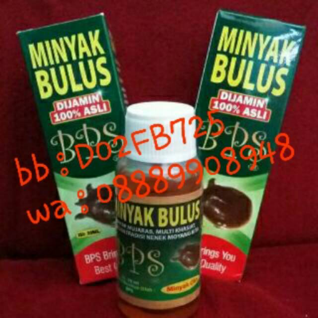 Minyak bulus bps erl