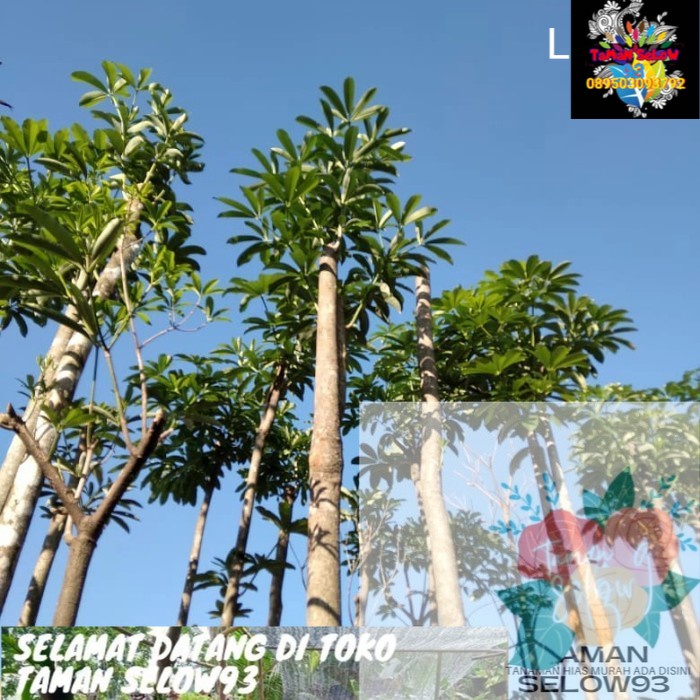 Pohon pule murah
