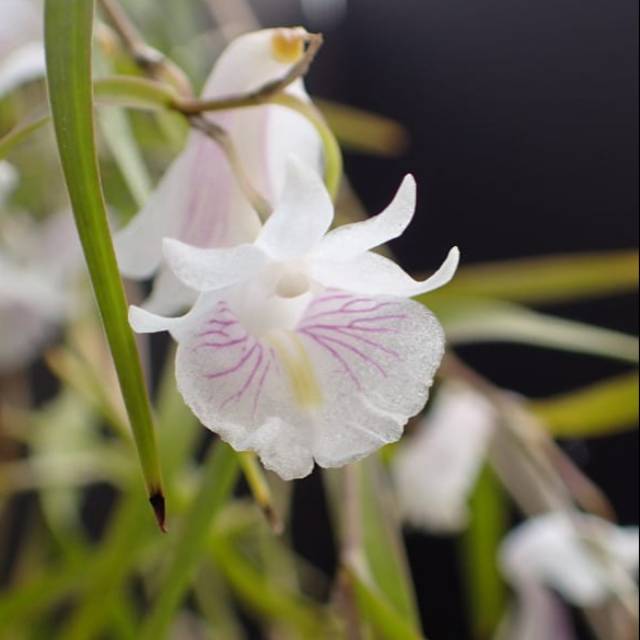 anggrek dendro dendrobium linearifolium dewasa